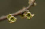 American witch-hazel